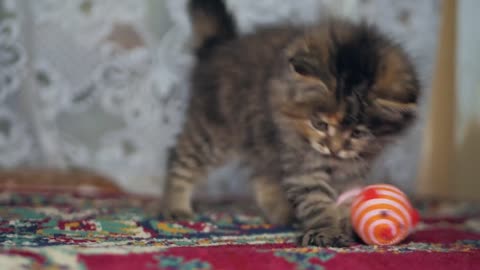 Cute gray kitten plays on carpet at home