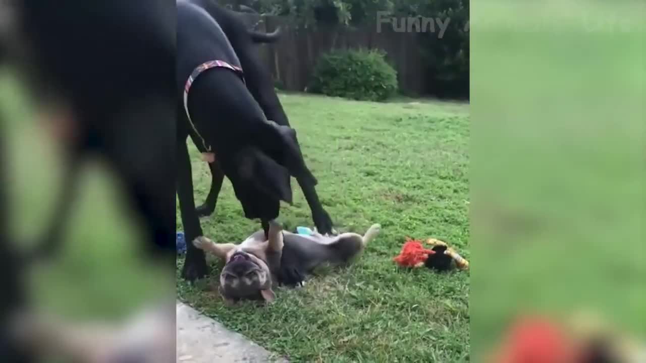 a dose of laughter