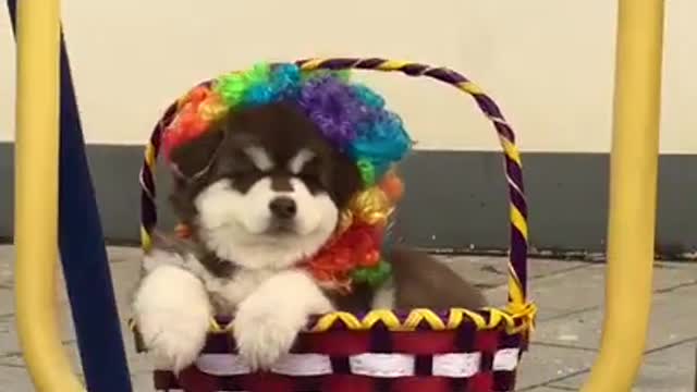 Cute dog is swinging