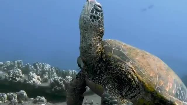 Sea turtle caught sleeping 😲