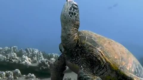 Sea turtle caught sleeping 😲