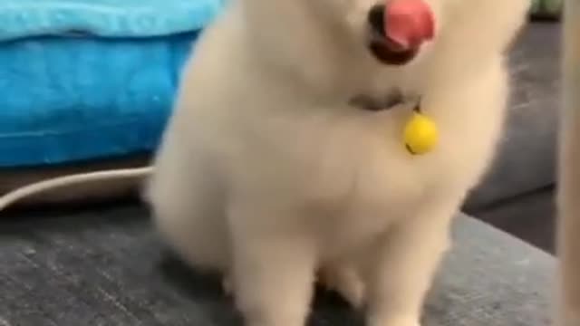 Cute puppy with her cute tricks #shorts