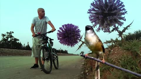 Amazing bird singer