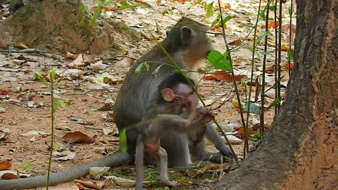 Mother monkey teaches baby find food Funny animal#2#love animals