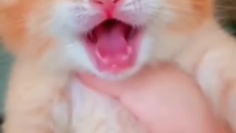 funny cats meow baby cute compilation