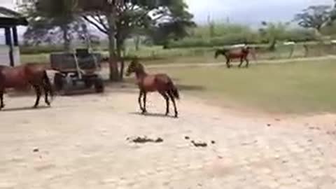 Mom Wait, I Have Little Legs!!