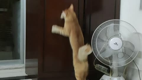 Cat 😸🐈 jump