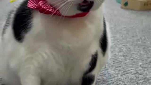 Funny cat video😹