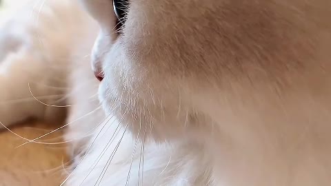 cute kitten eyes