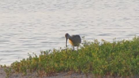 White-faced Ibis Breakfast Bar