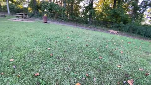 Doberman Attacks Pitbull (Dog Park Chronicle)