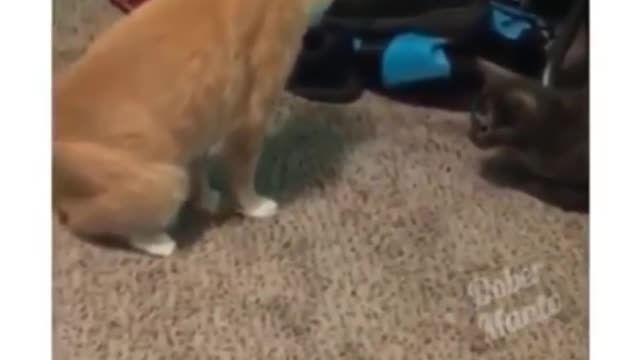 Funny Animals Best of 2020
