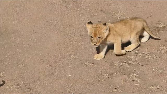 Cute baby lions chatting with their mom