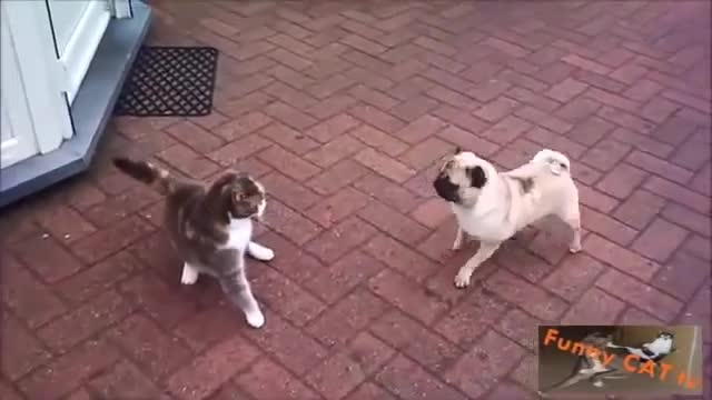 Cats and Dogs Meeting Each other For The First Time!!!!