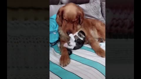 Perros y gatos haciendo de las suyas 😂 🤣😂 🤣😂 🤣