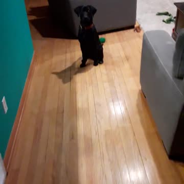 He Is A Well Trained Pup!