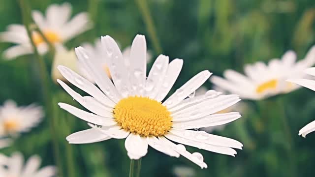 Only the chrysanthemum wind and stand, proud frost in full bloom, colorful, varied.