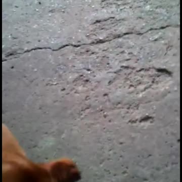 Smart dogs funny video