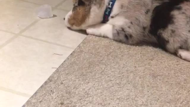 White dog barking at piece of ice on ground constantly