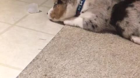 White dog barking at piece of ice on ground constantly