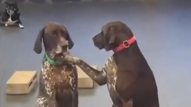 She likes to pet the other dogs at the daycare
