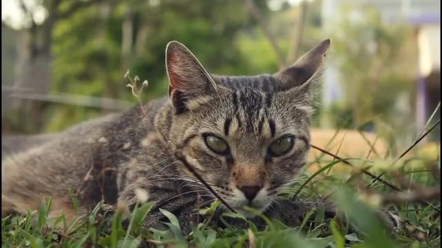 Cat swearing cute cat video 2022