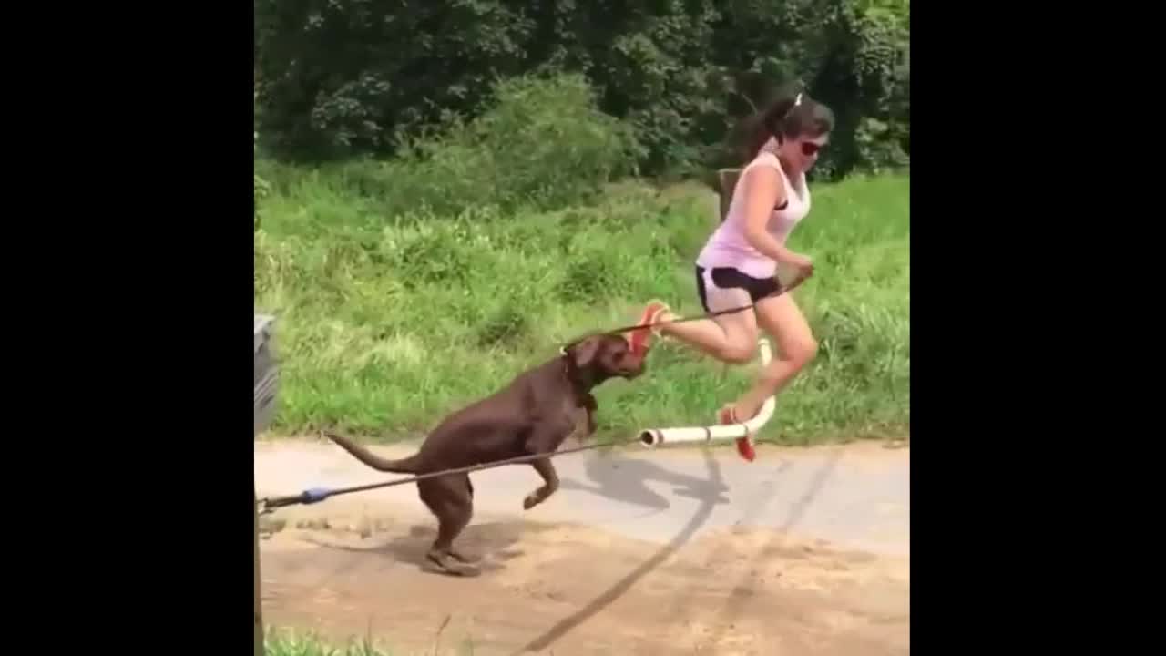 Animal fail video