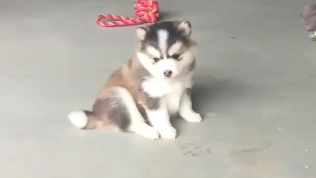 barking from puppy