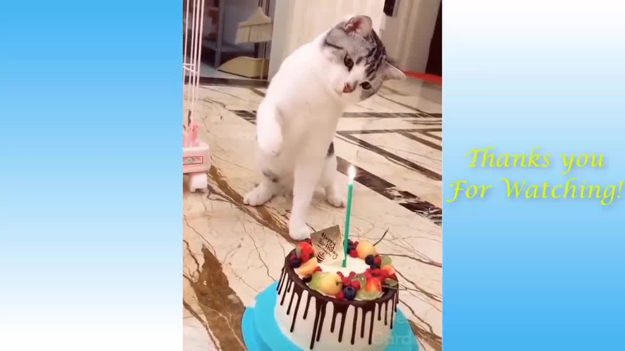 Cat Puts Out the Candle