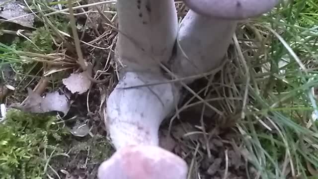 Mushrooms