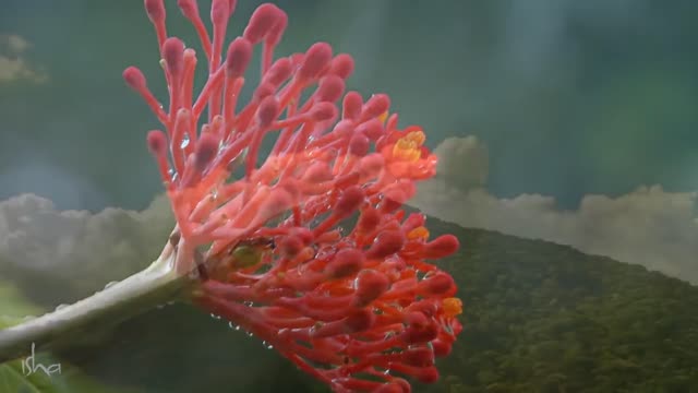 Relaxing Music for Stress Relief | Sadhguru