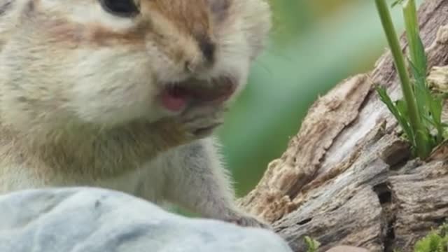 How sweet it is for squirrels to eat hazelnuts!