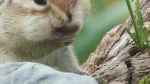 How sweet it is for squirrels to eat hazelnuts!