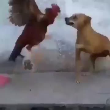Dogs vs coq 🐓 funny