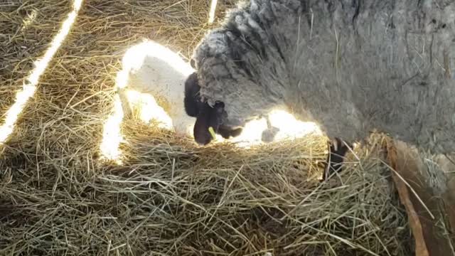 Baby lamb standing for the 1st time