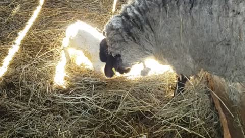 Baby lamb standing for the 1st time