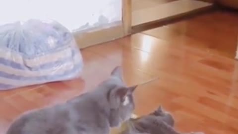 Funny cat taking care