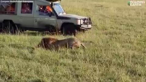 live the king! Epic battle between a single male lion and a pack of 30 hyenas