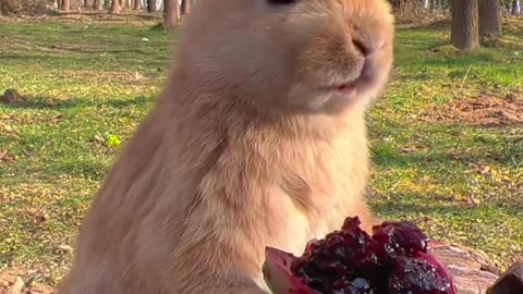 The little bunny eats prickly pear fruit and even spits out the seeds.