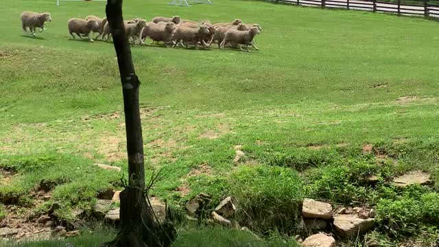 Daegwallyeong Sheep Ranch