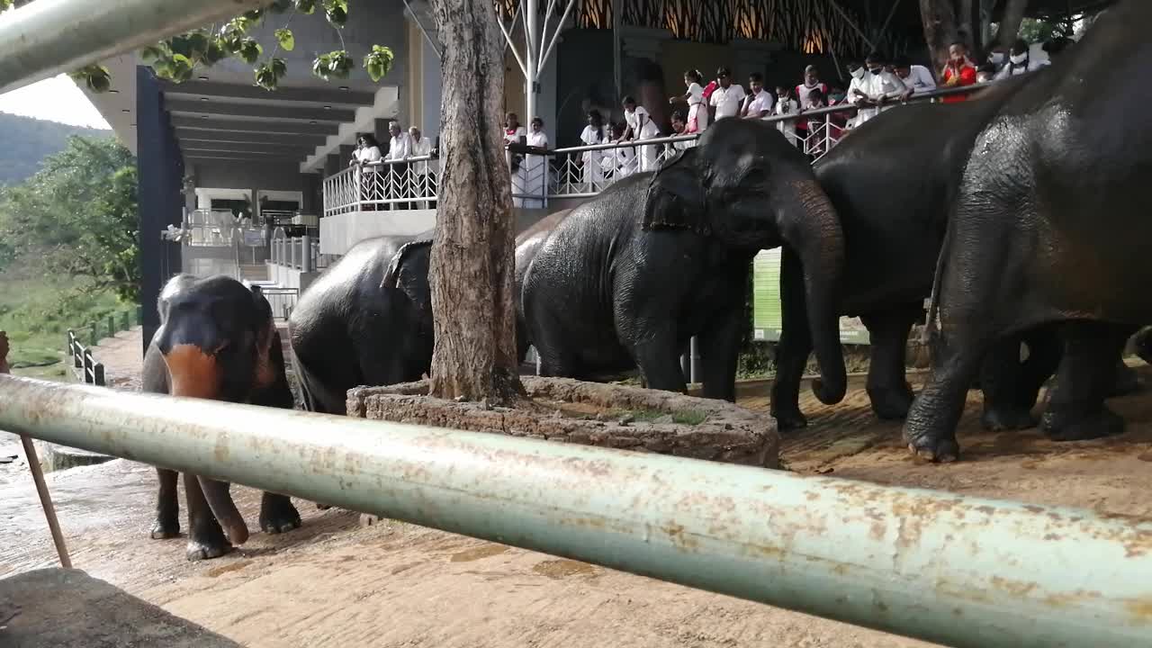 Elephant in sri lanka