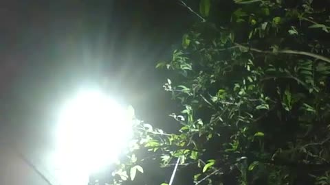 Spotlight reflector illuminates the count's fruit tree [Nature & Animals]