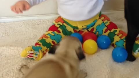 Cute baby and funny dog videos