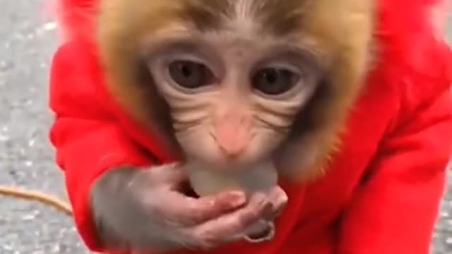 funniest monkey videos, monkey videos, funny animals 🐒