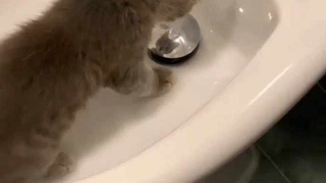 Cat watching himself