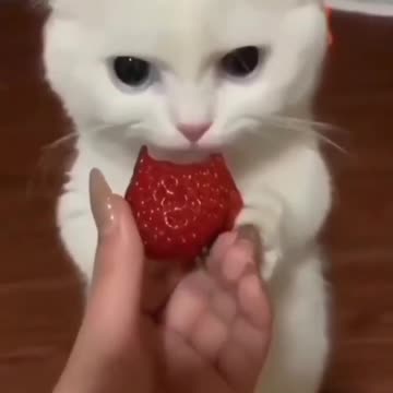 6.cute cat eating