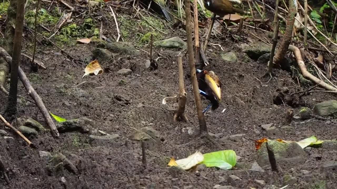 Magnificent Bird-of-Paradise