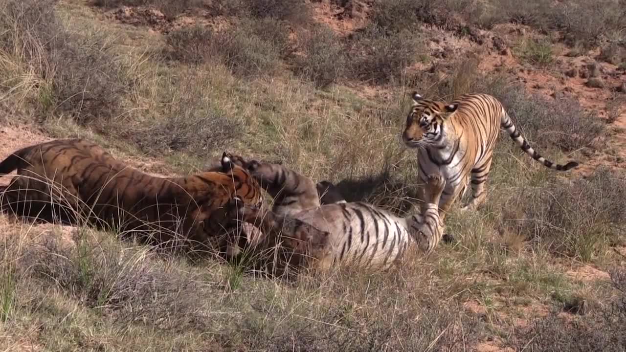 Tiger fight