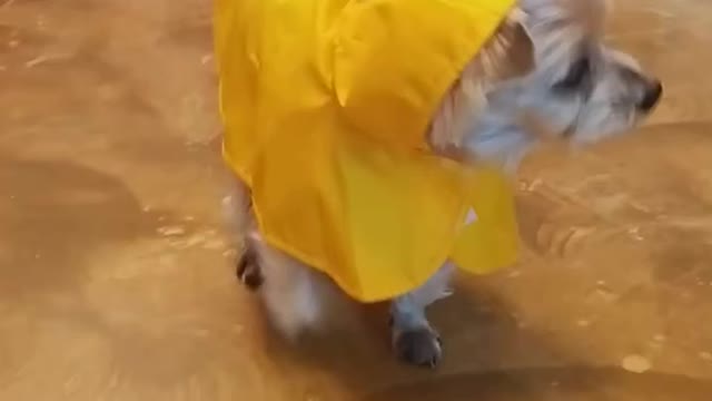 wearing a raincoat