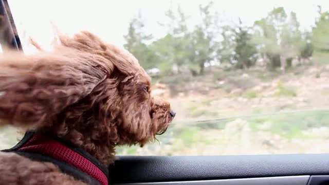 Strolling fur dogs in a car, Unwinding & Traveling